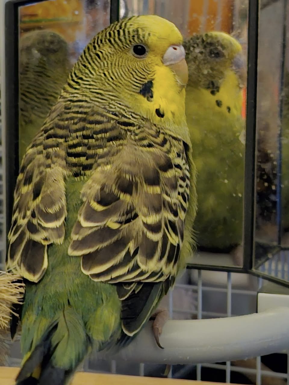 observing budgie tongue gently calm bird UK