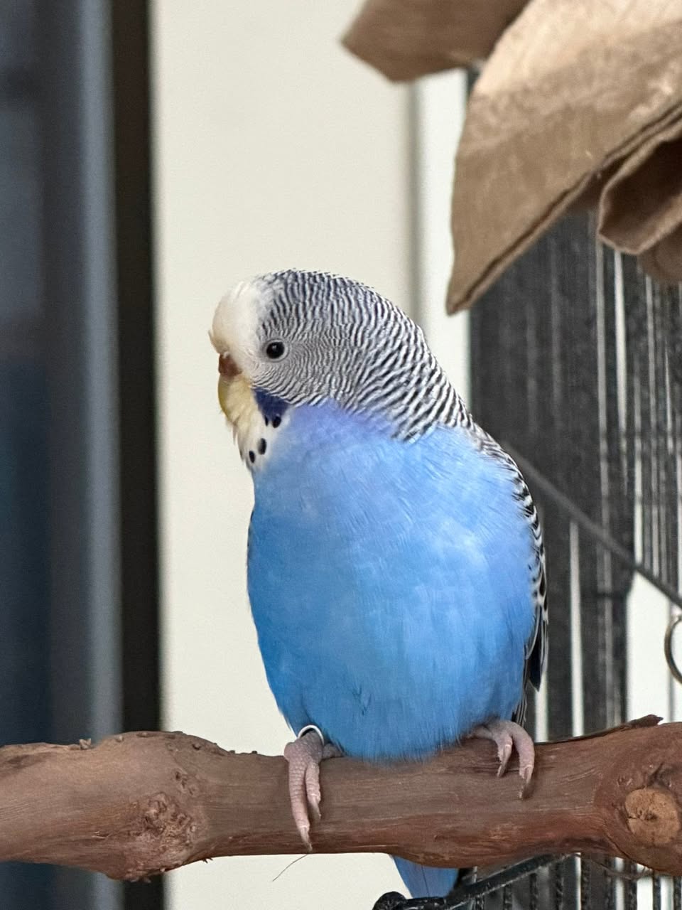 older budgie health check vet examination UK