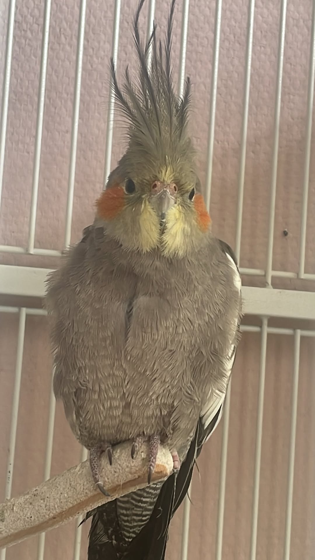 one person feeding cockatiel cage daily routine 