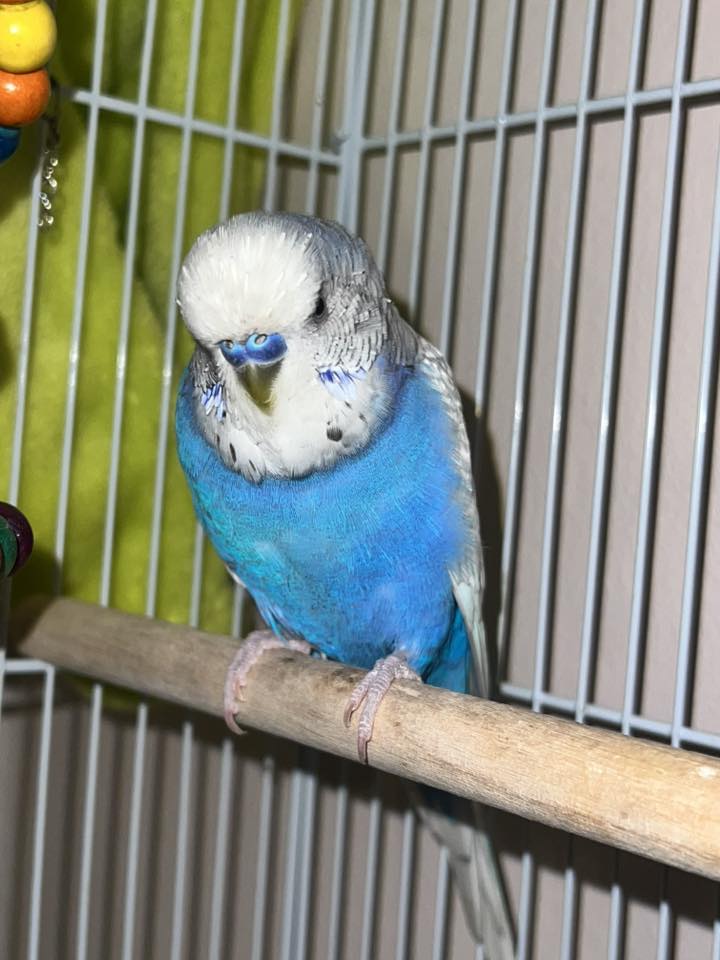 onion garlic toxic budgies uk 