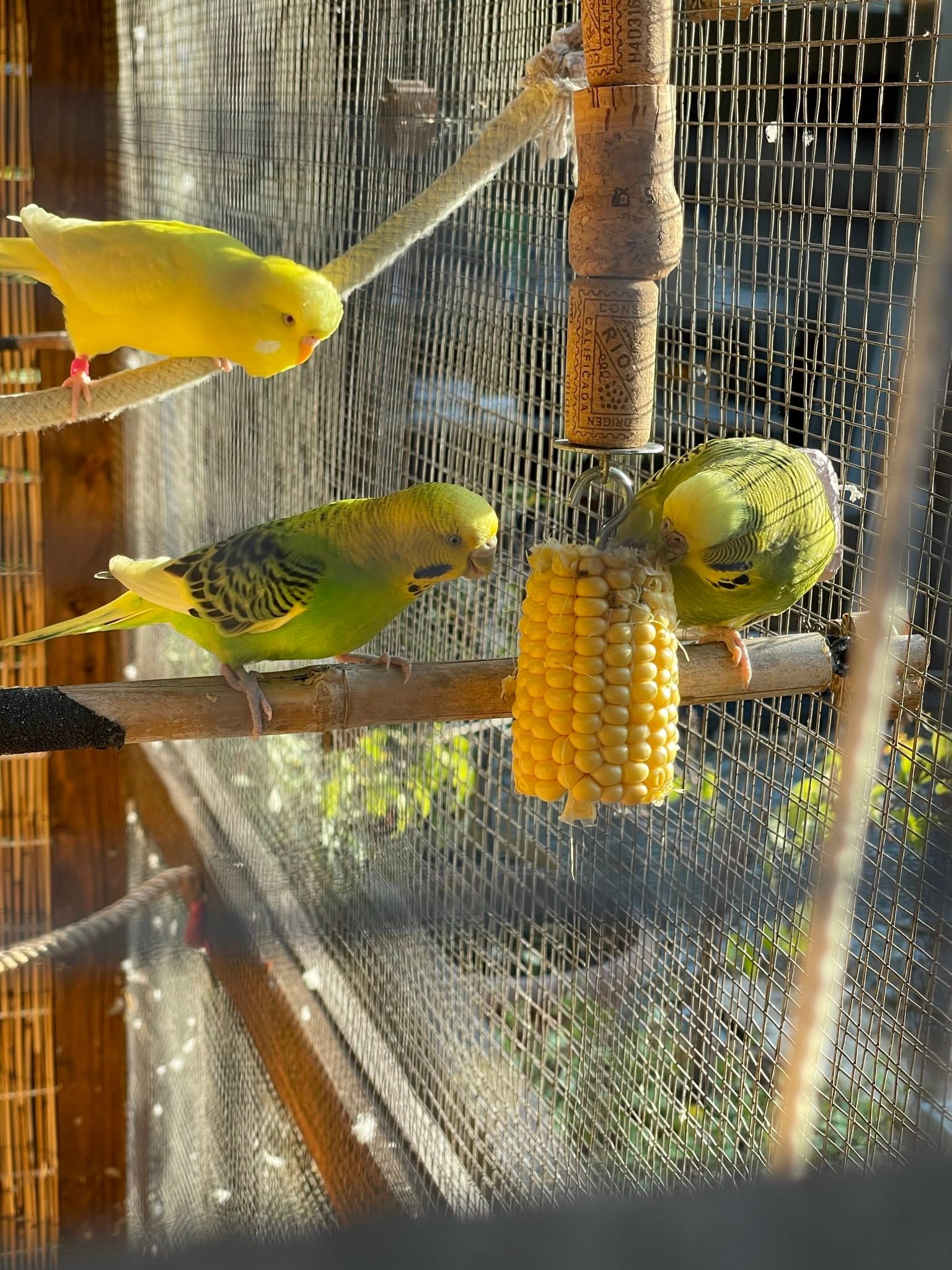 outdoor budgie aviary UK RSPCA ideal housing 