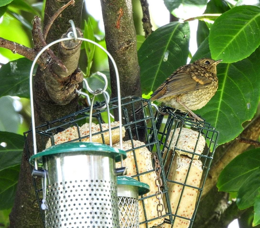 outdoor pet bird aviary near garden feeders risk UK