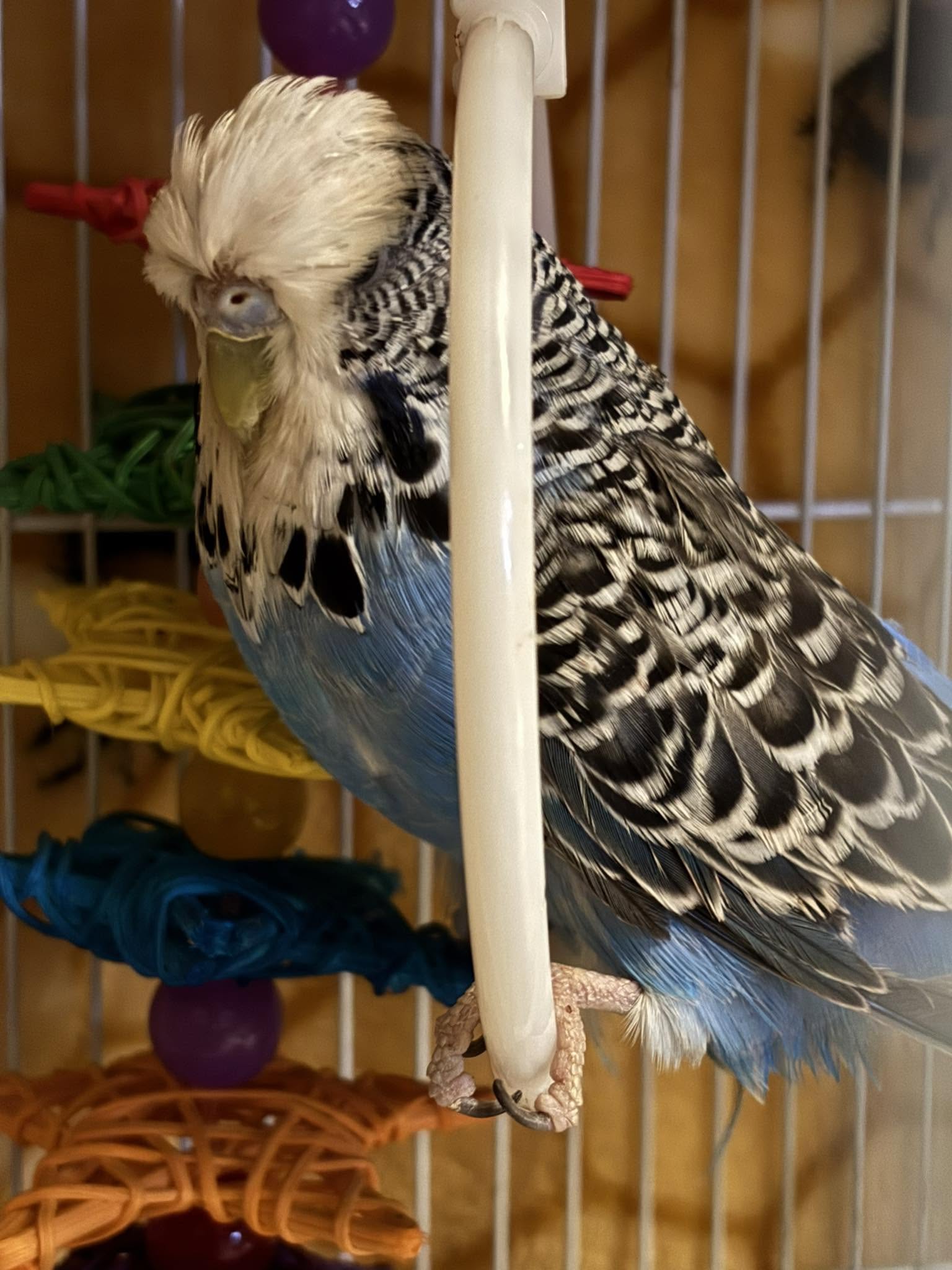 owner caring for pet budgie daily welfare UK
