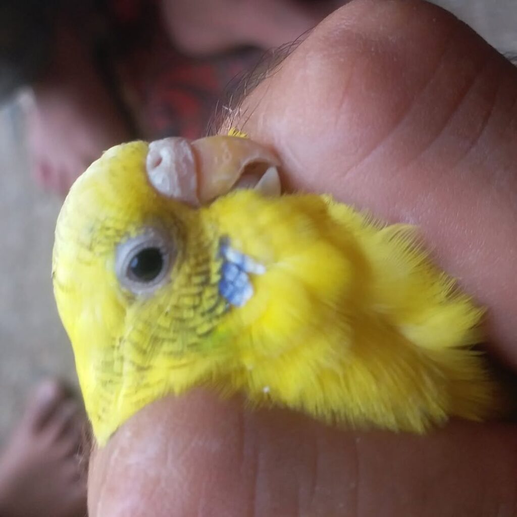 owner checking budgie health vent examination