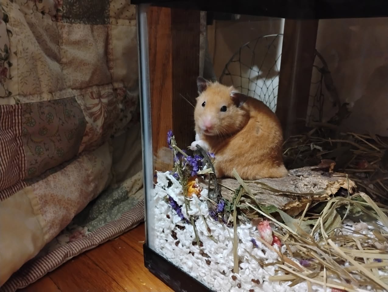 owner checking hamster for injury careful examination