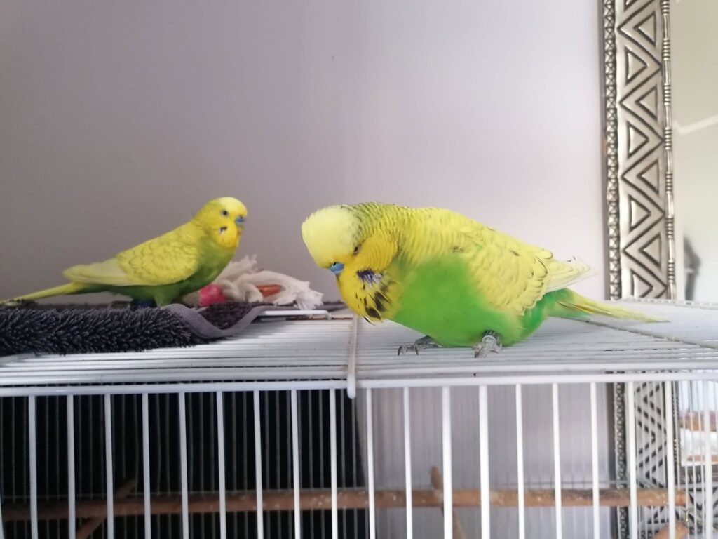 owner encouraging budgie out of cage with treat
