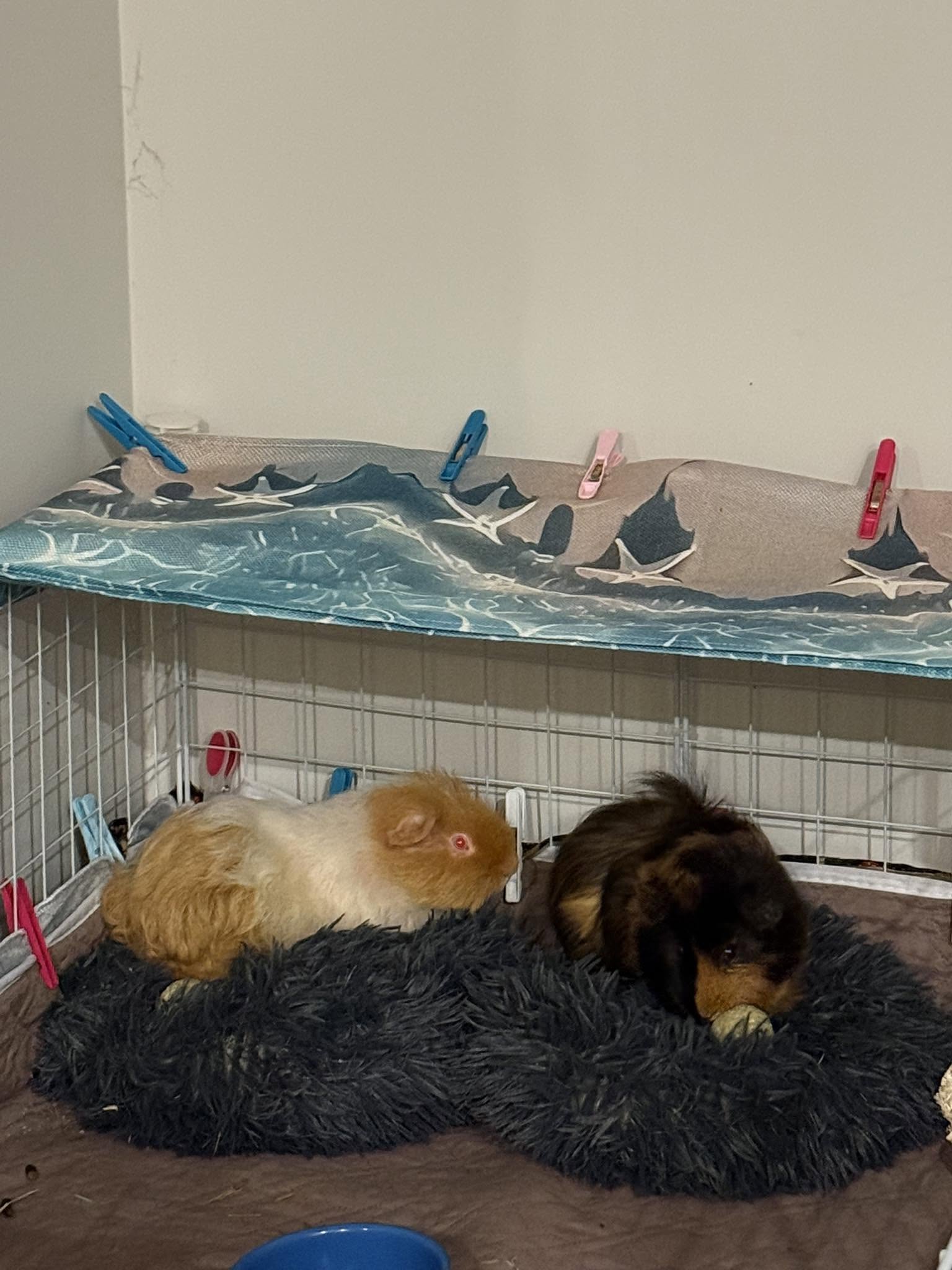 owner flat hand in guinea pig enclosure food treat taming 