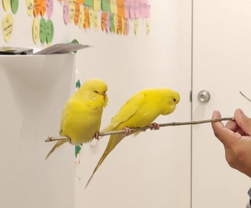 owner flat hand treat budgie approaching taming rebuild