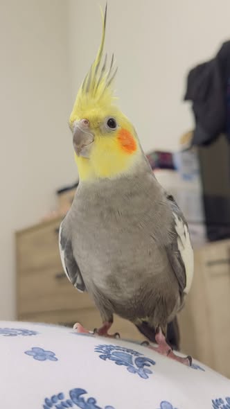 owner misting cockatiel spray bottle cooling technique 