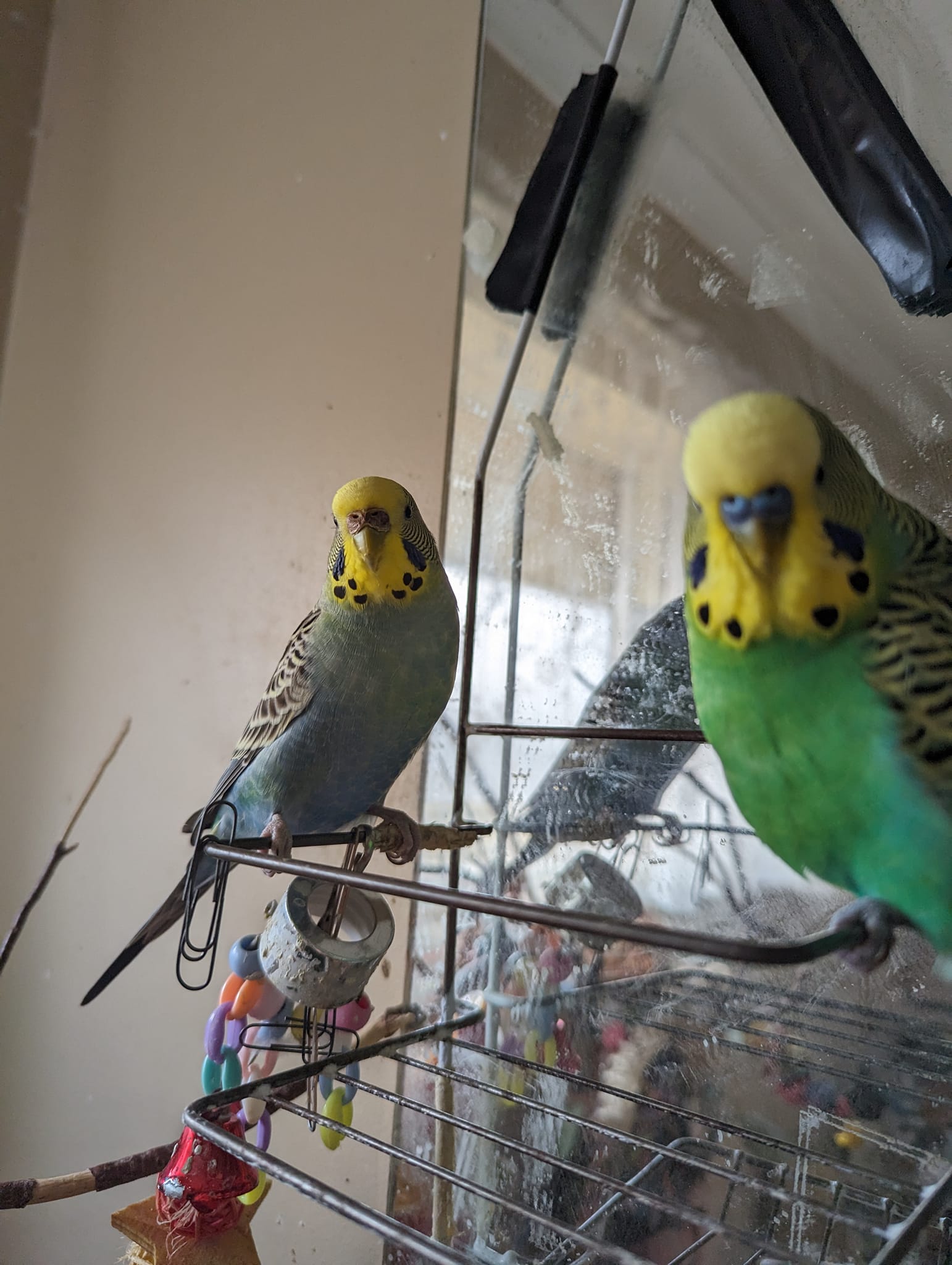 owner observing budgie behaviour closely