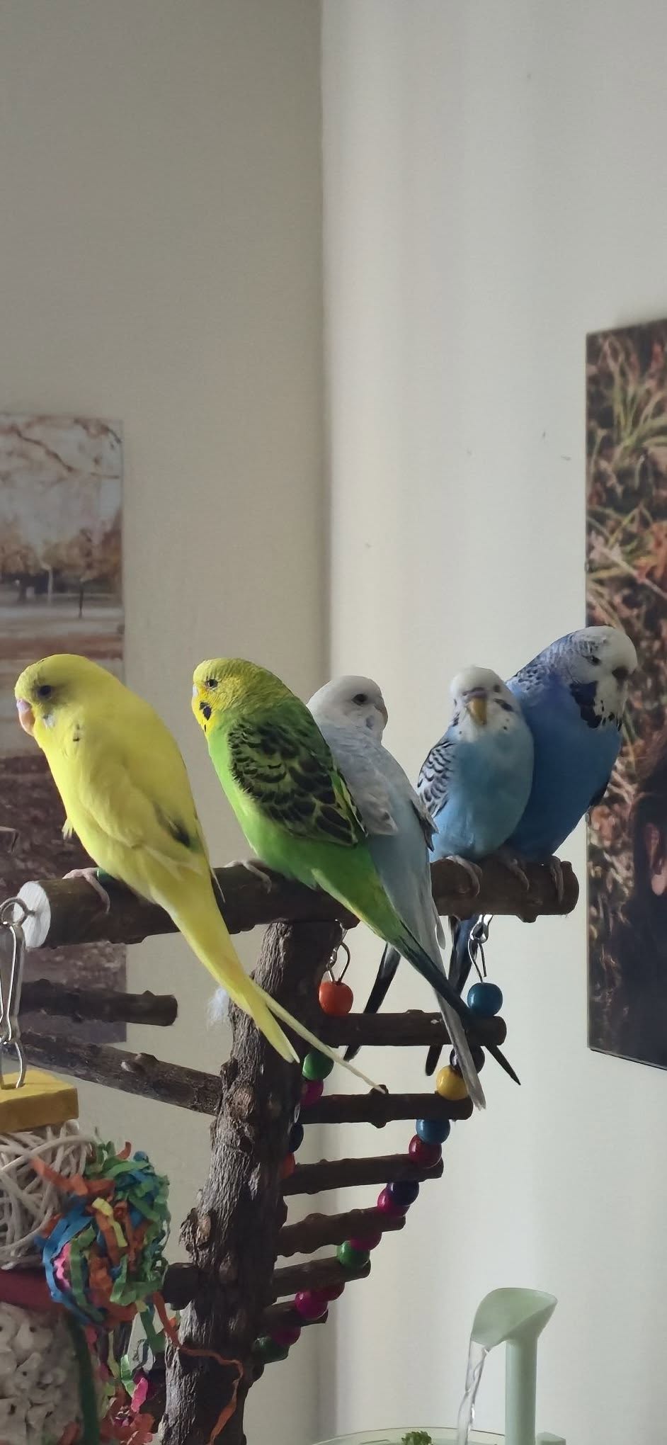 pair of budgies companionship UK
