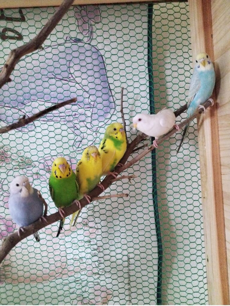 pair of budgies suited working owner uk paradise pets