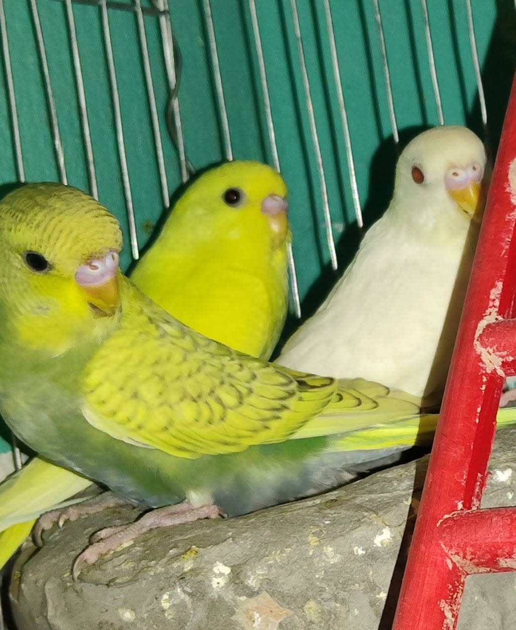 paradise pets feeding round morning animals UK