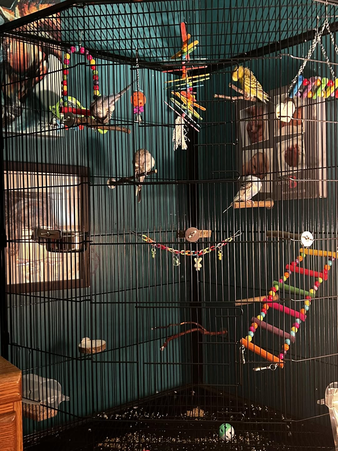 paradise pets morning routine before opening UK