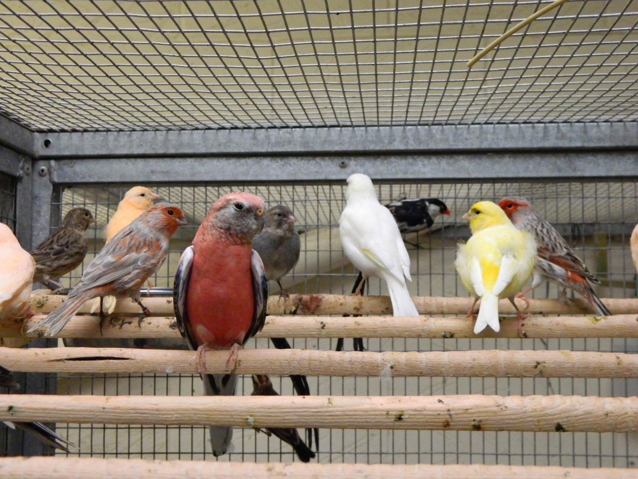 paradise pets swindon bird feeders healthy garden birds