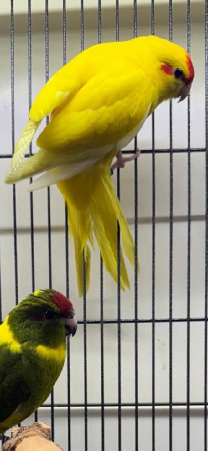 paradise pets swindon cage birds display