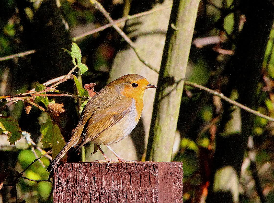 paradise pets swindon manor garden centre neil birds