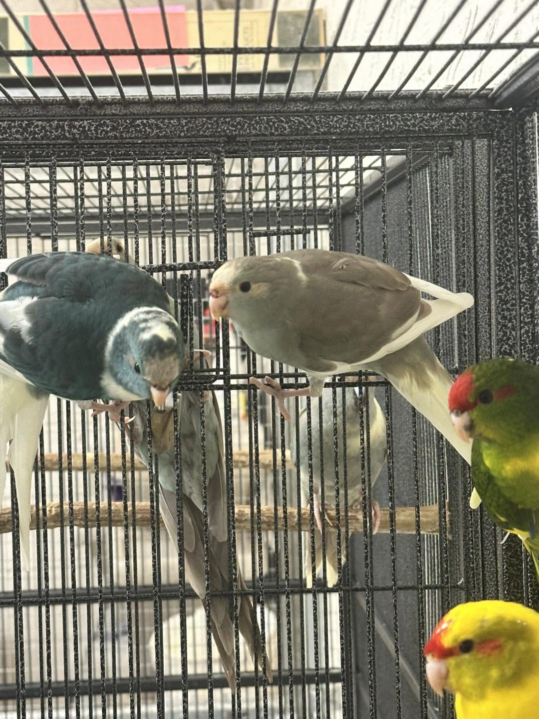 paradise pets swindon shop animals care UK