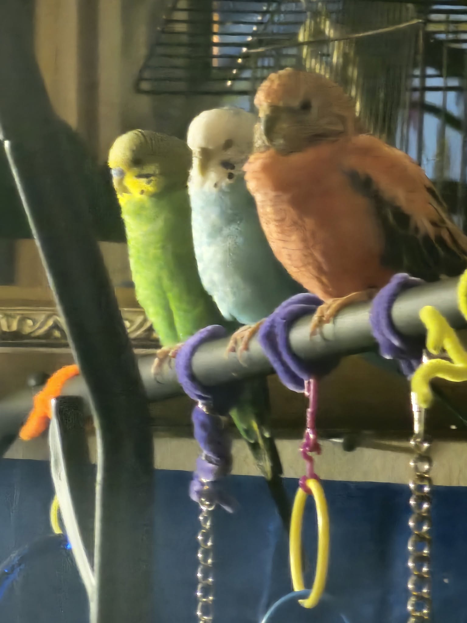 paradise pets team morning handover UK