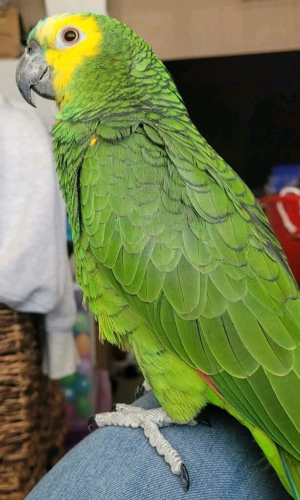 parrot care advice at Paradise Pets Swindon