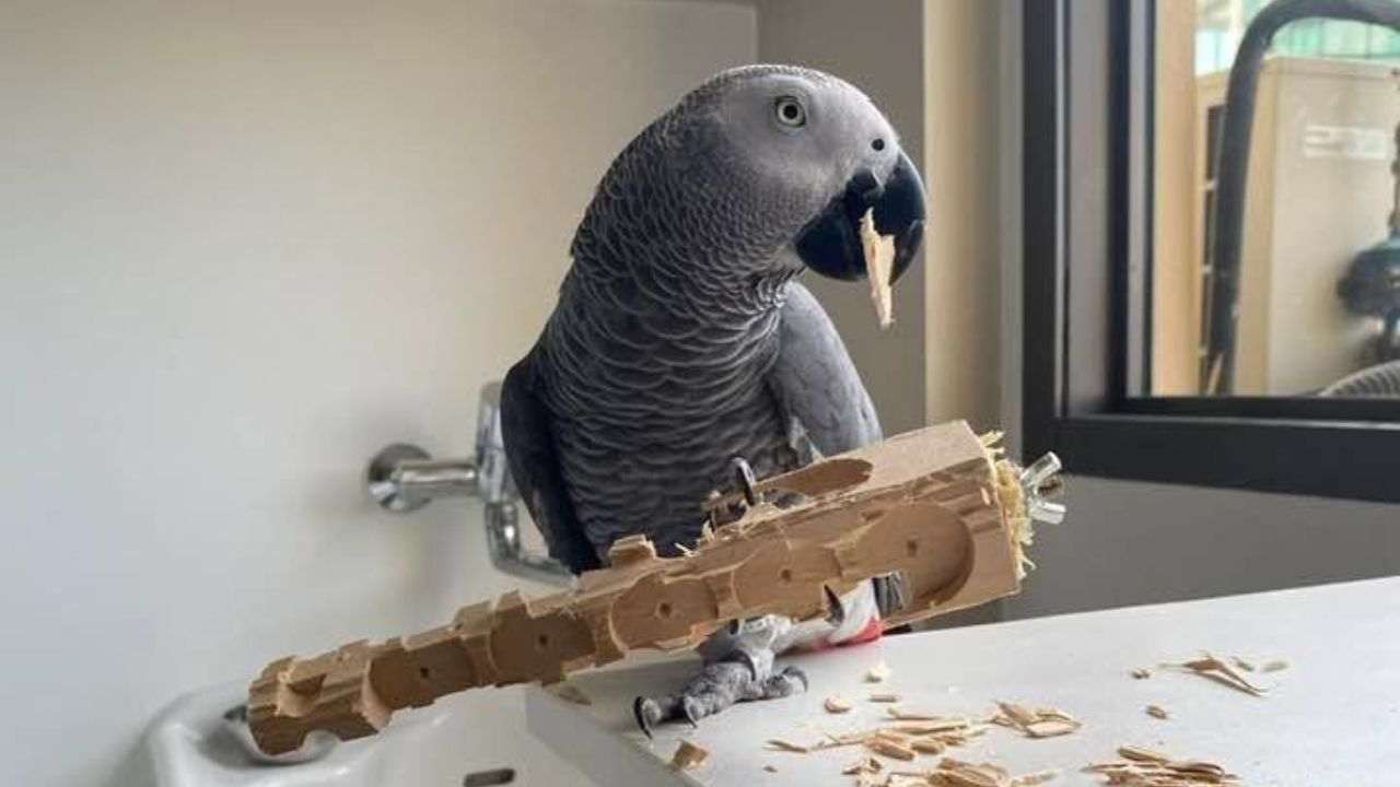 parrot feather plucking distress behavioural sign parrot feather plucking distress behavioural sign 