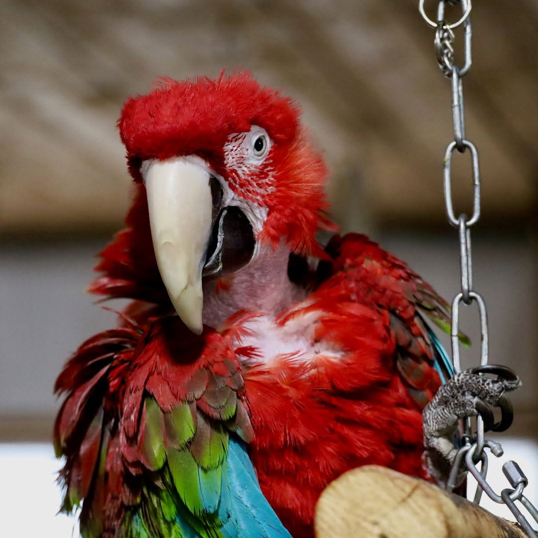 parrot rescue sanctuary enclosure overcrowded UK 