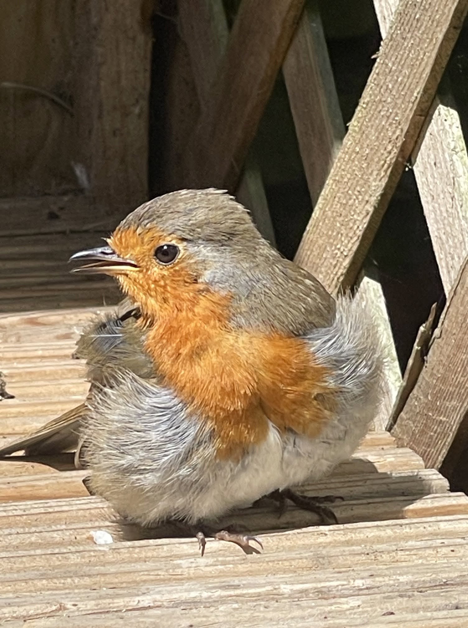 pause bird feeder seed peanuts summer UK RSPB 