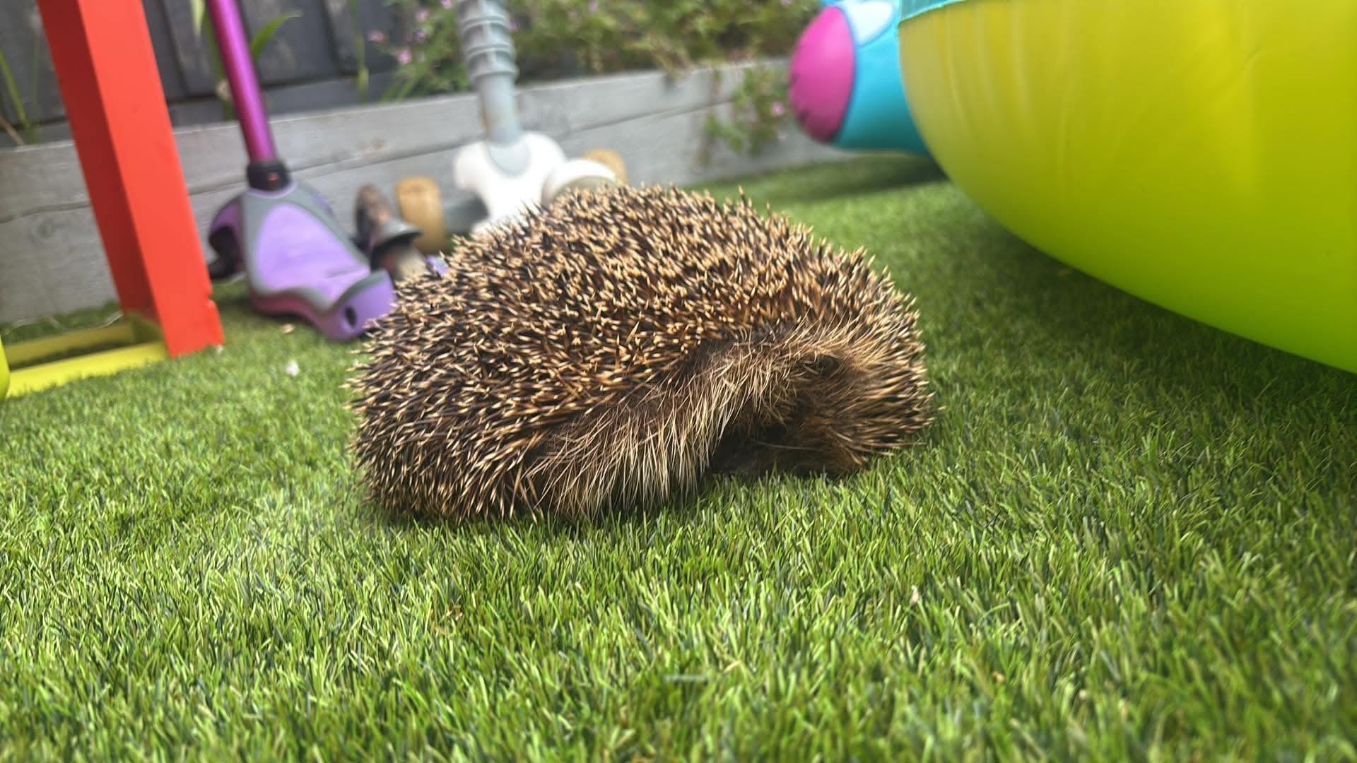 person checking hedgehog in garden