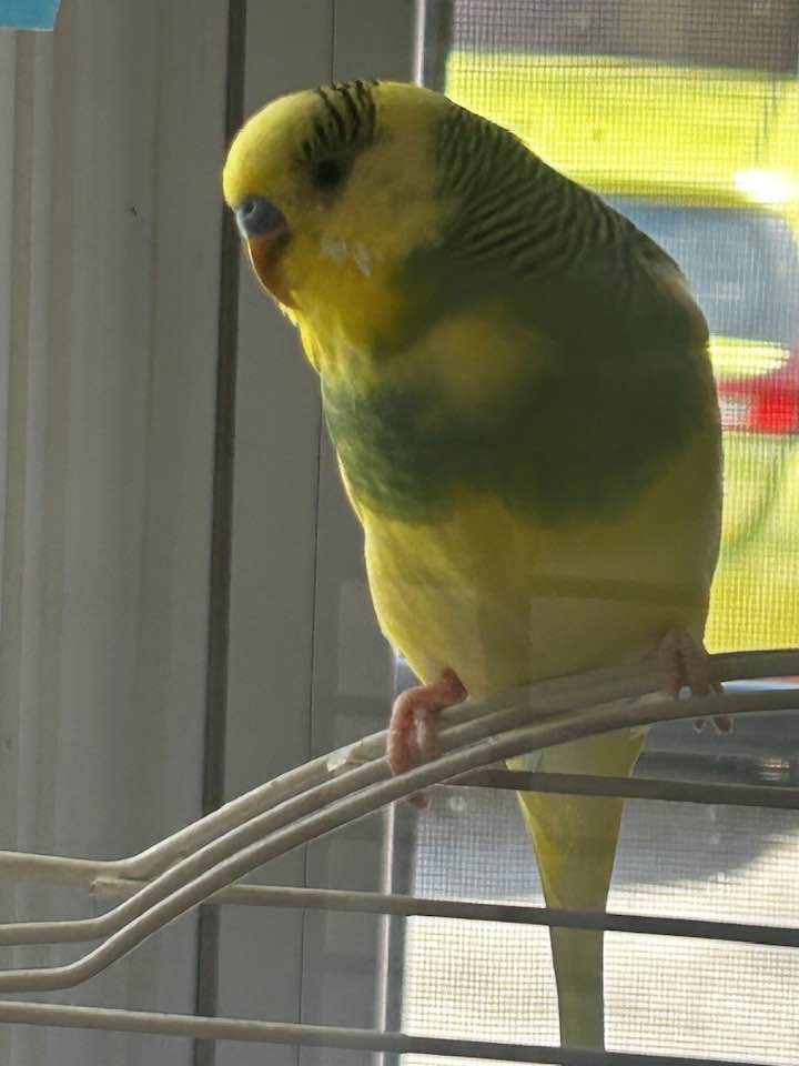 person posting lost budgie notice online