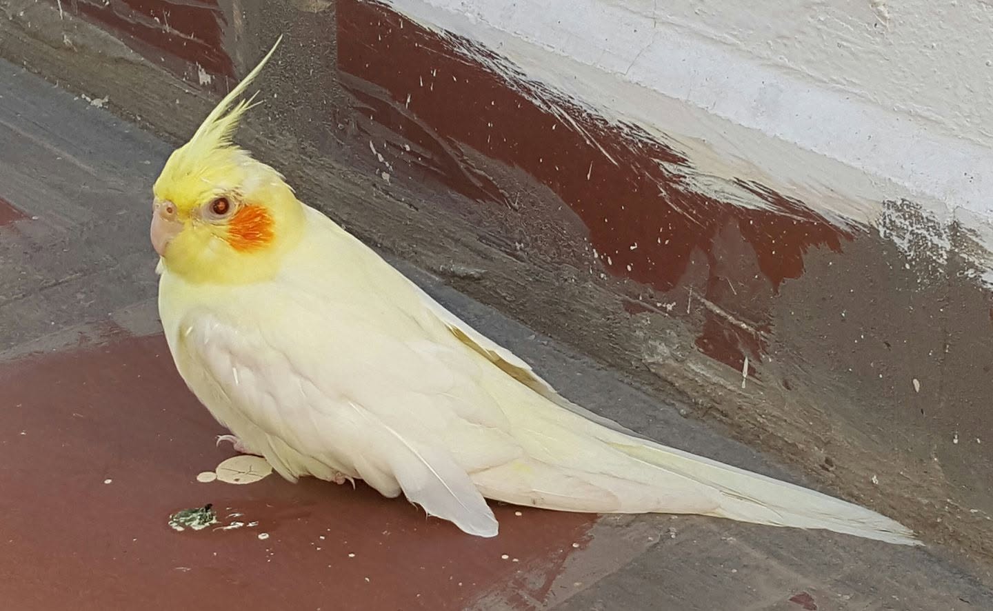 person working from home cockatiel companion 