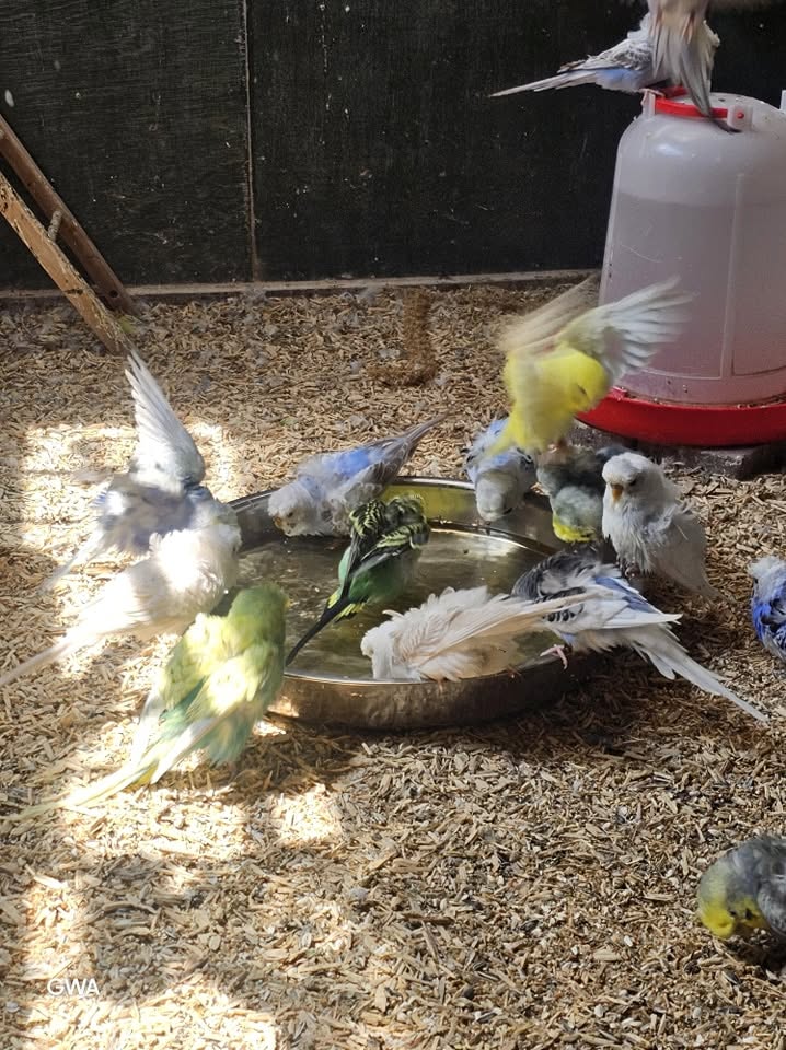 pet bird bathing shallow water cooling UK