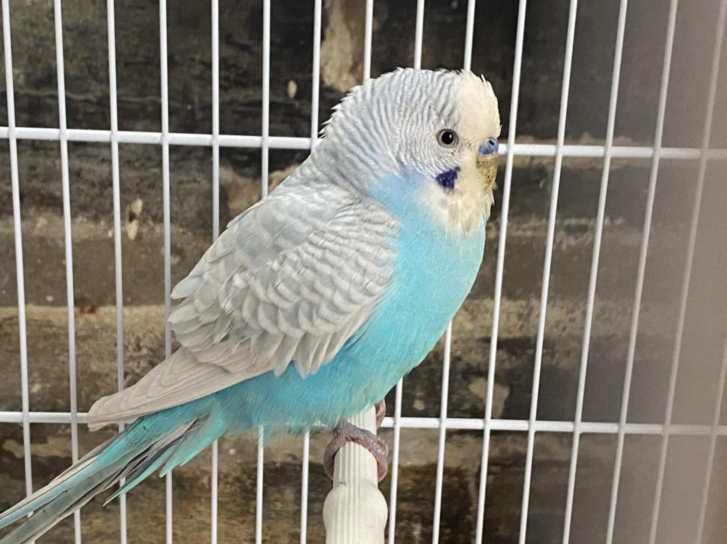 pet bird biosecurity wild bird contact UK 