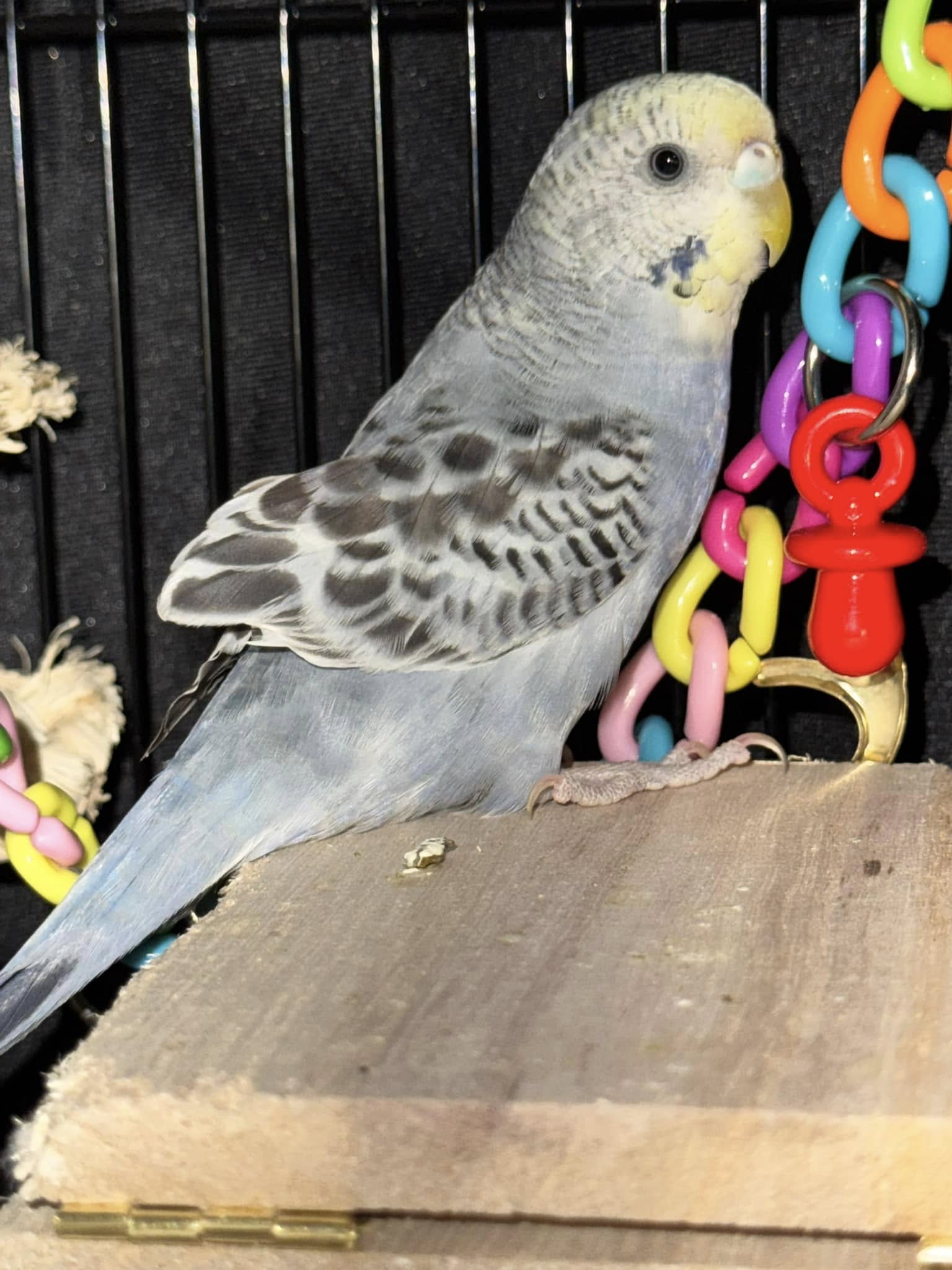 pet bird cage diet care UK 2026