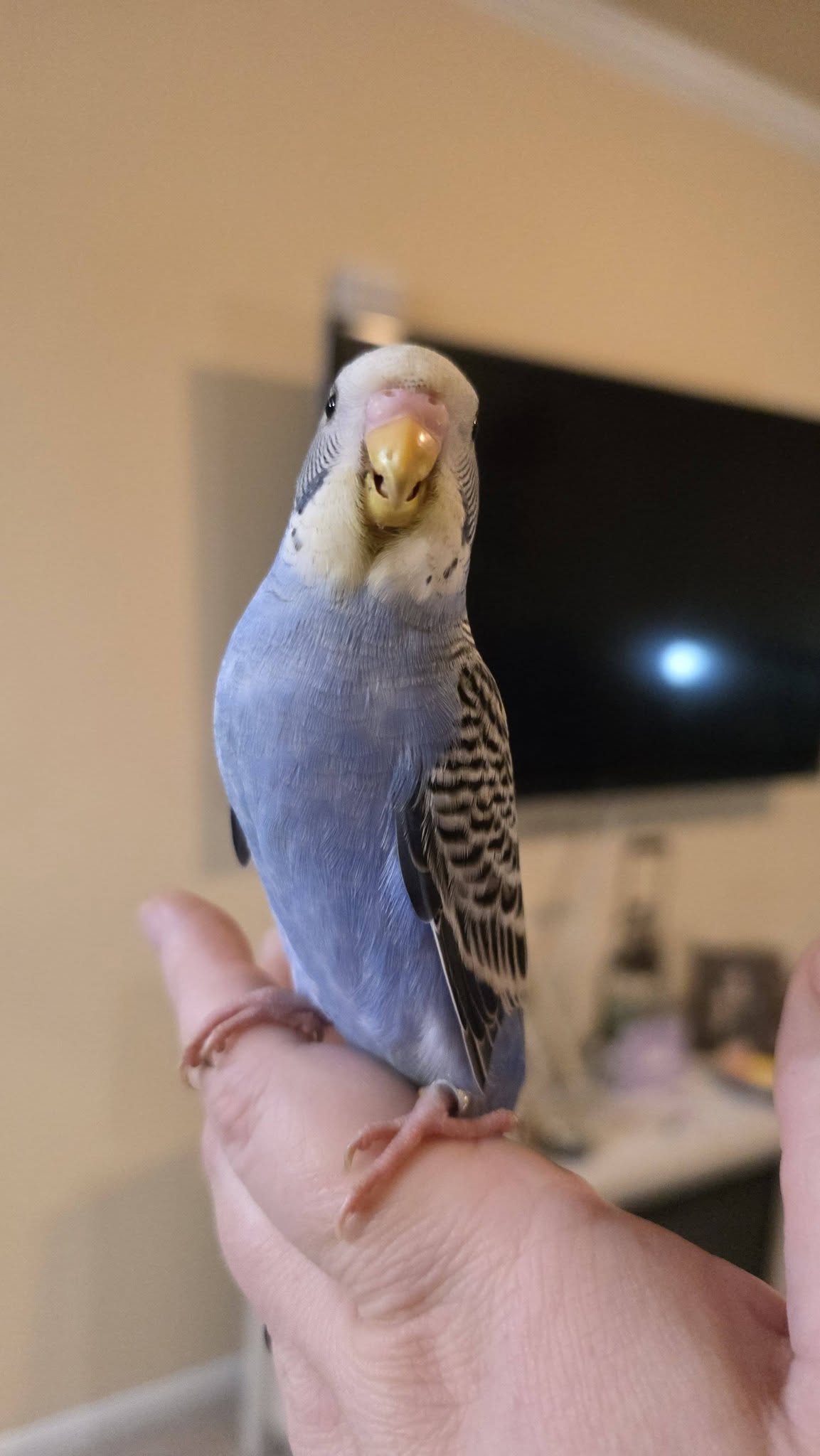 pet bird climate UK home temperature management 