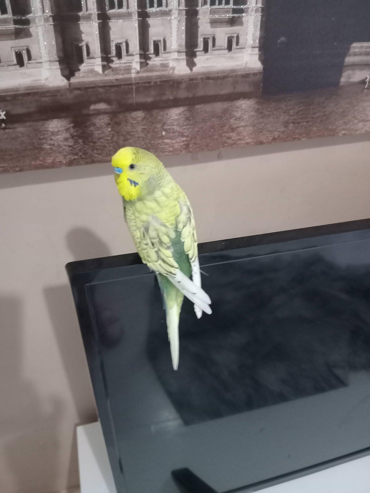 pet bird heat stress panting wings open UK