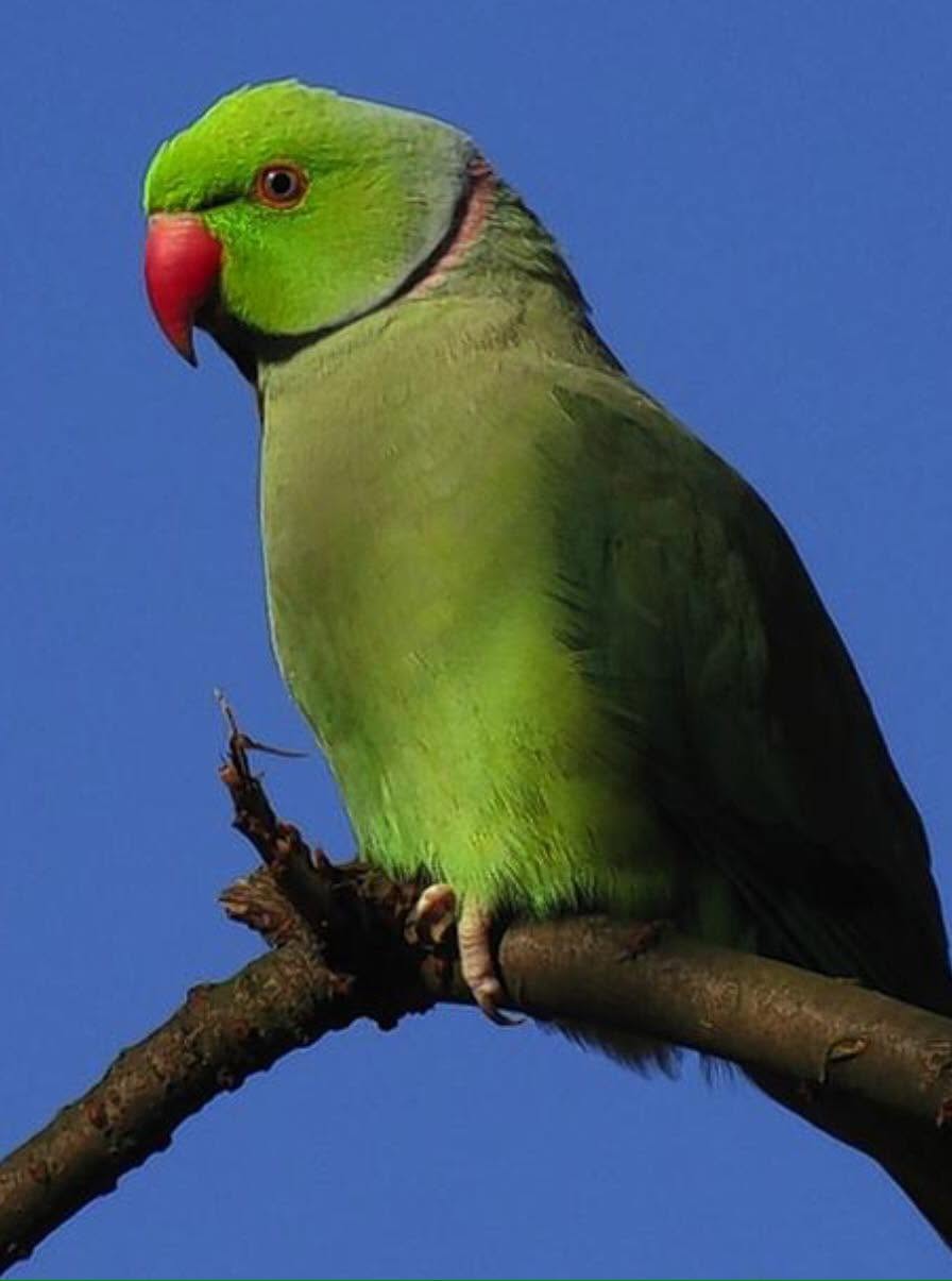 pet bird owner biosecurity wild parakeet UK