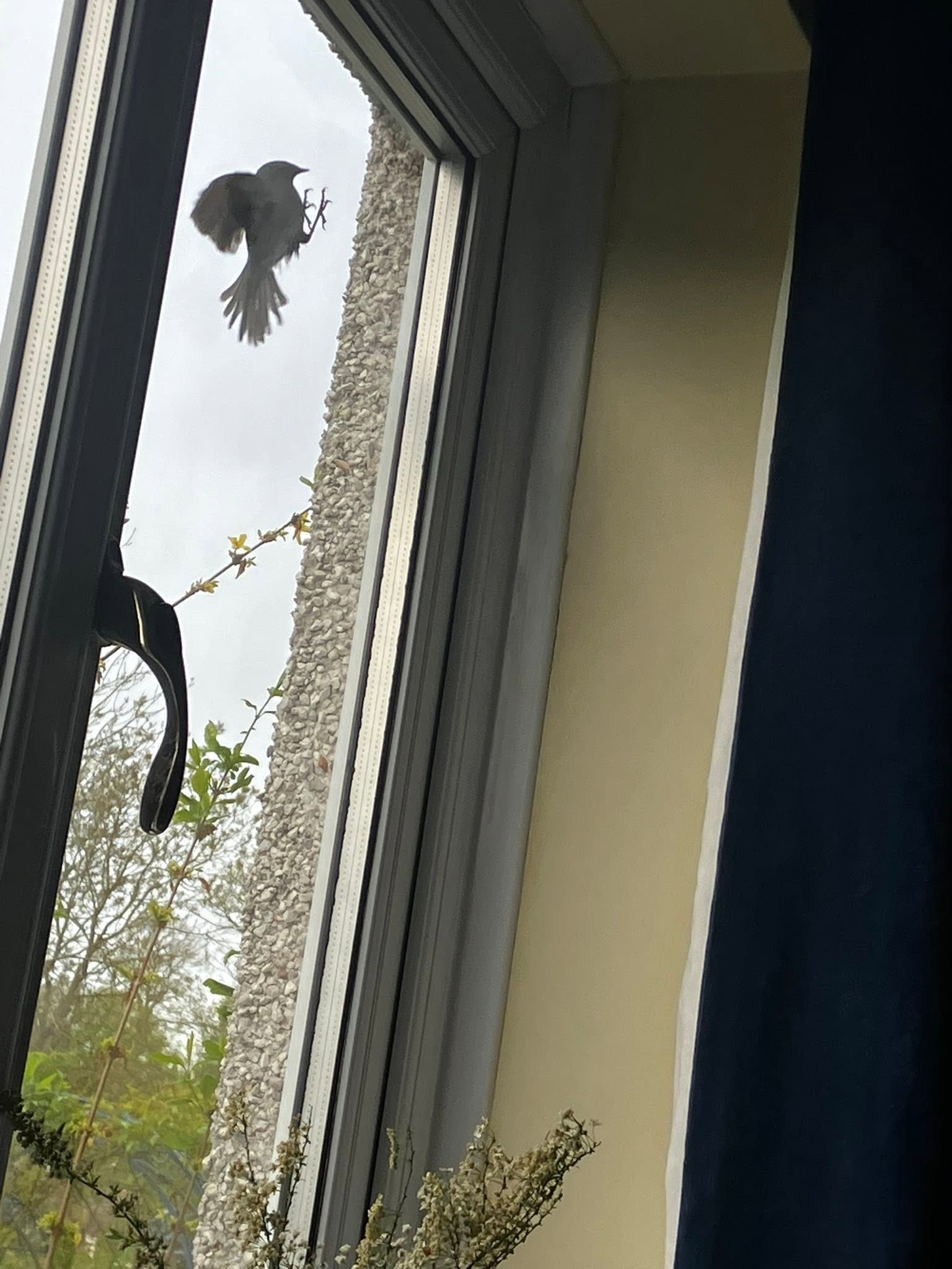 pet bird owner watching garden birds from window UK