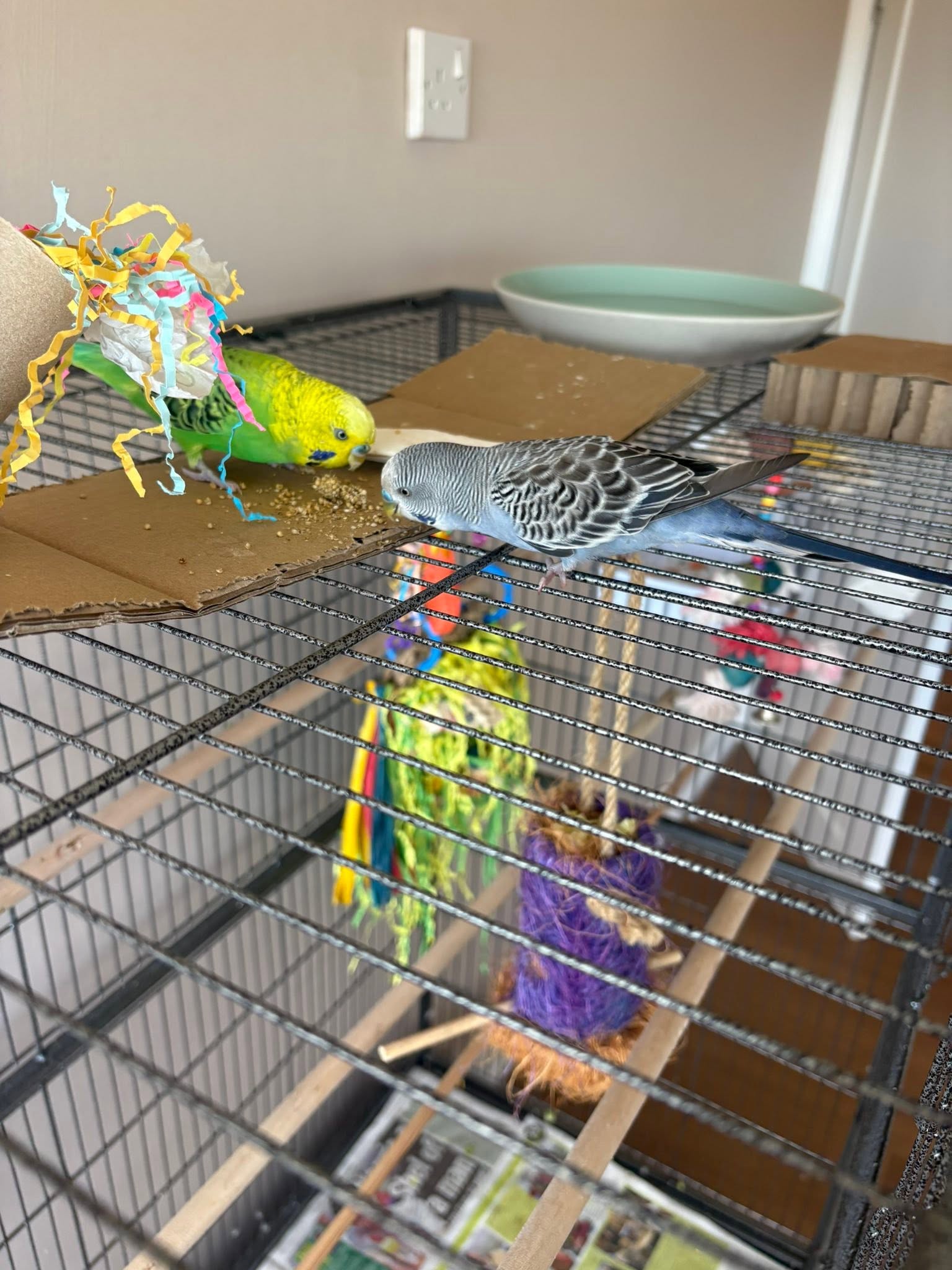 pet bird ownership UK statistics 2026 
