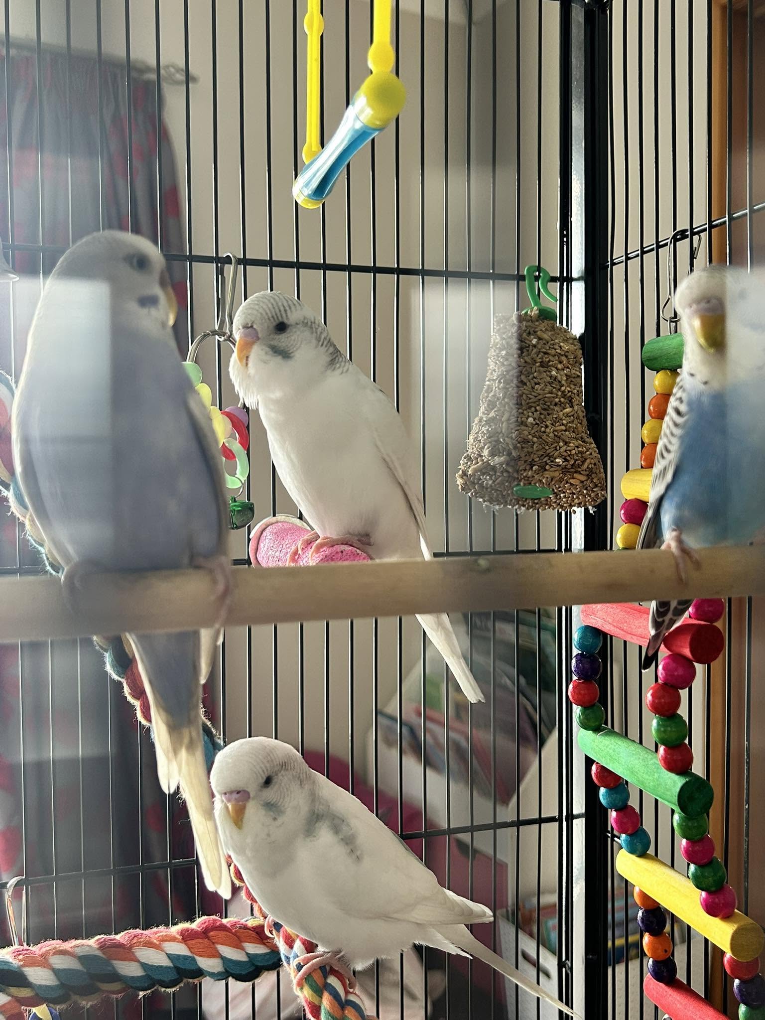 pet bird ownership UK statistics 2026 
