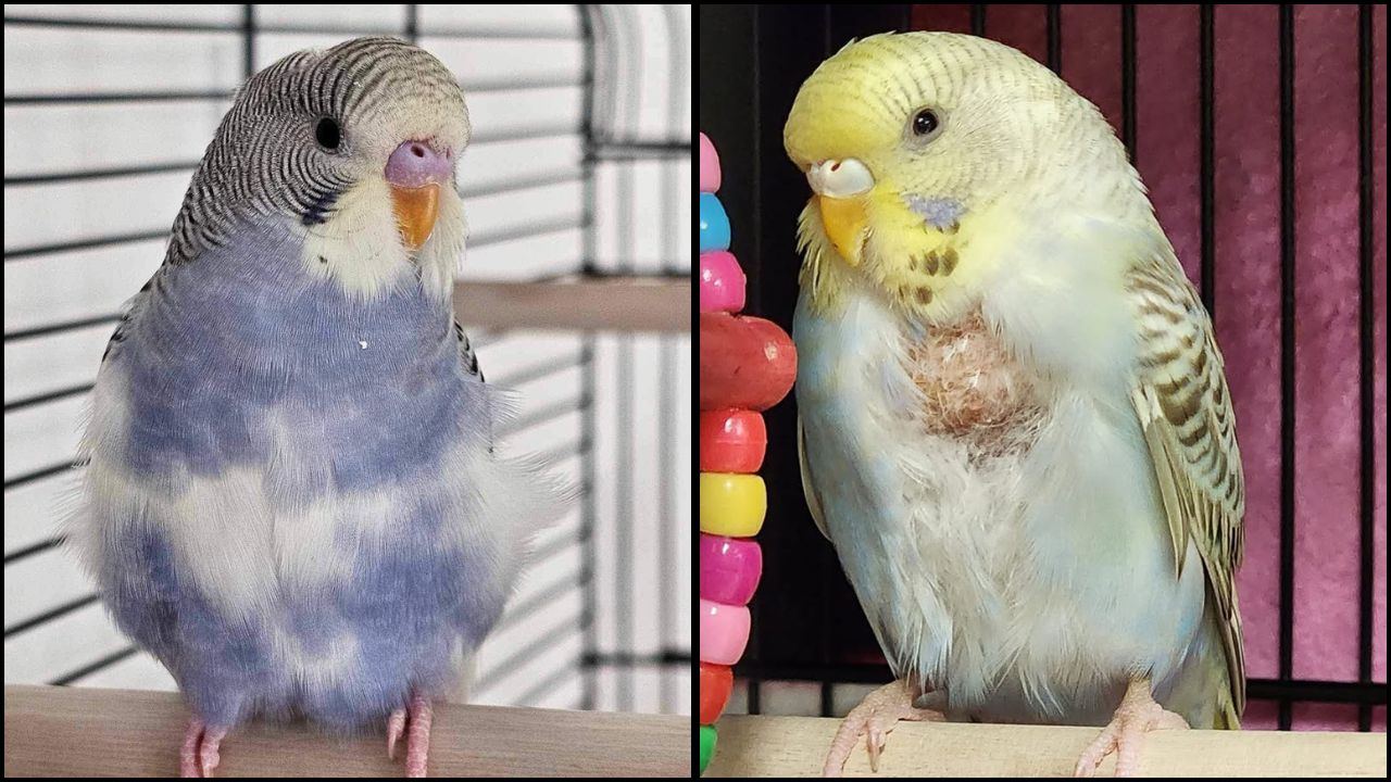 pet bird watching owner UK guide