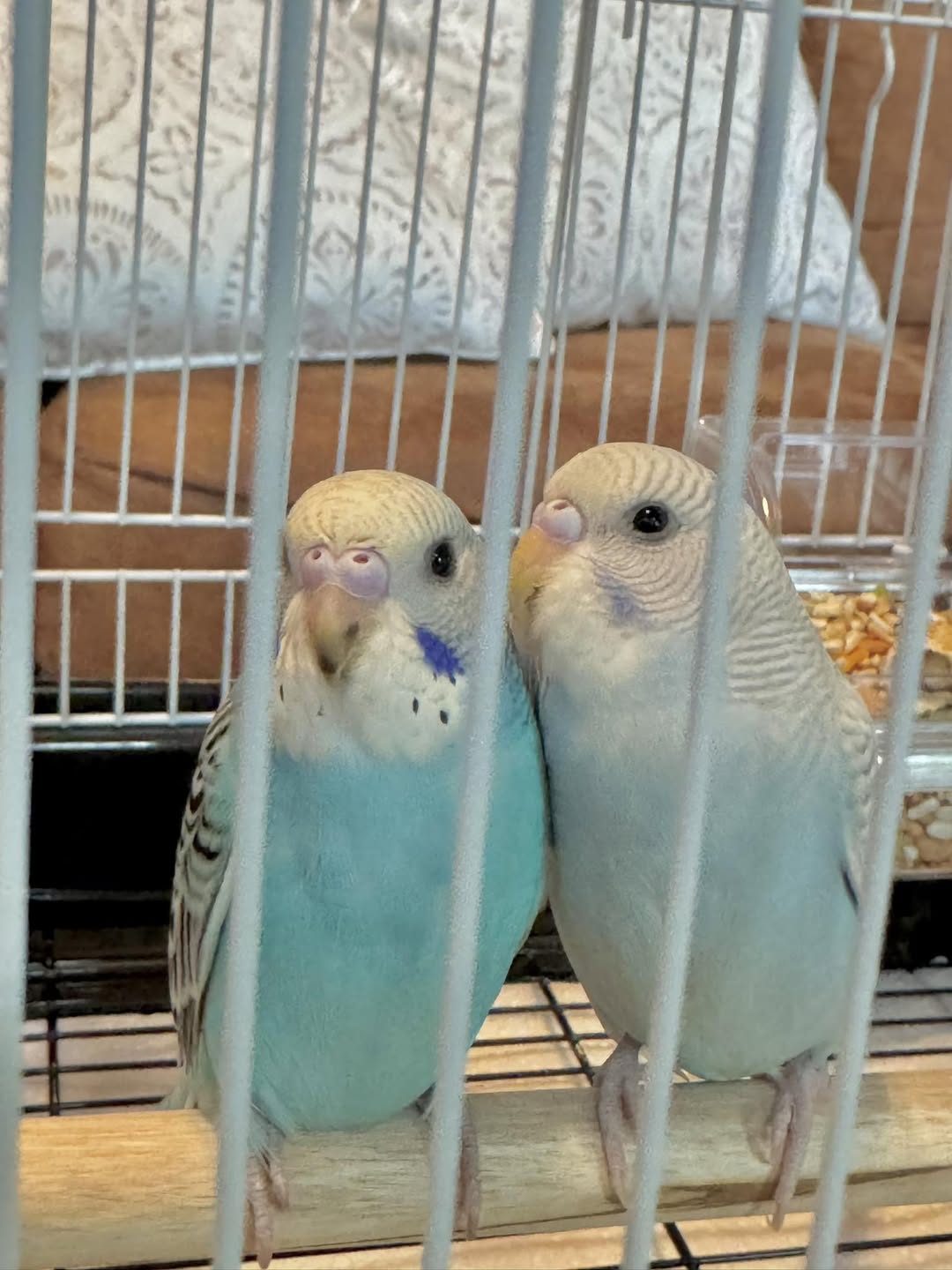 pet bird welfare reform UK 2026