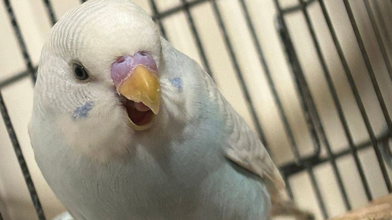 pet budgie beats every garden bird species 35 year view