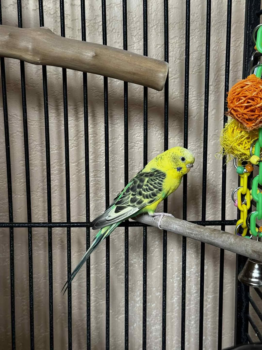 pet budgie sitting on owner's hand UK