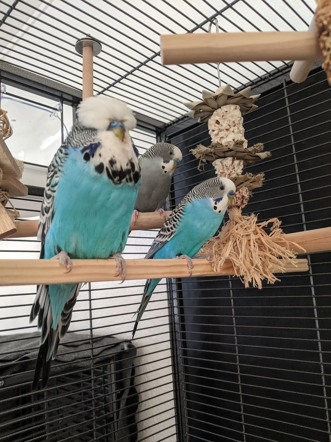 pet cost comparison bird vs dog UK 