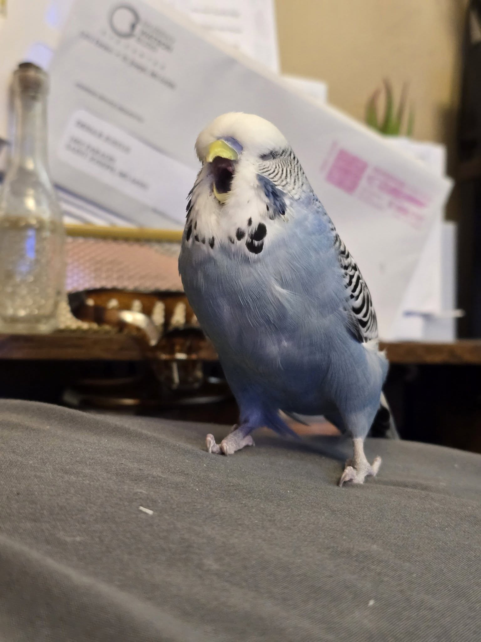 pet owner budgeting costs vet bills UK 2026