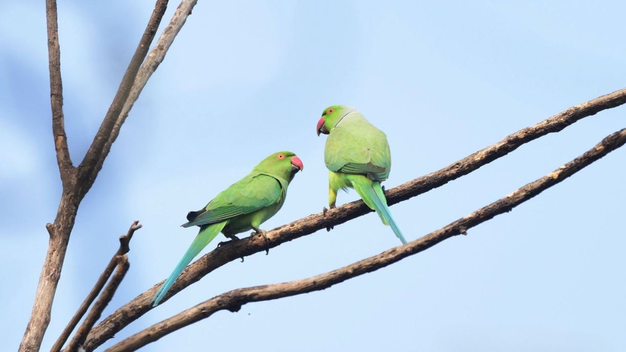 pet shop owner advising customer parrot purchase 