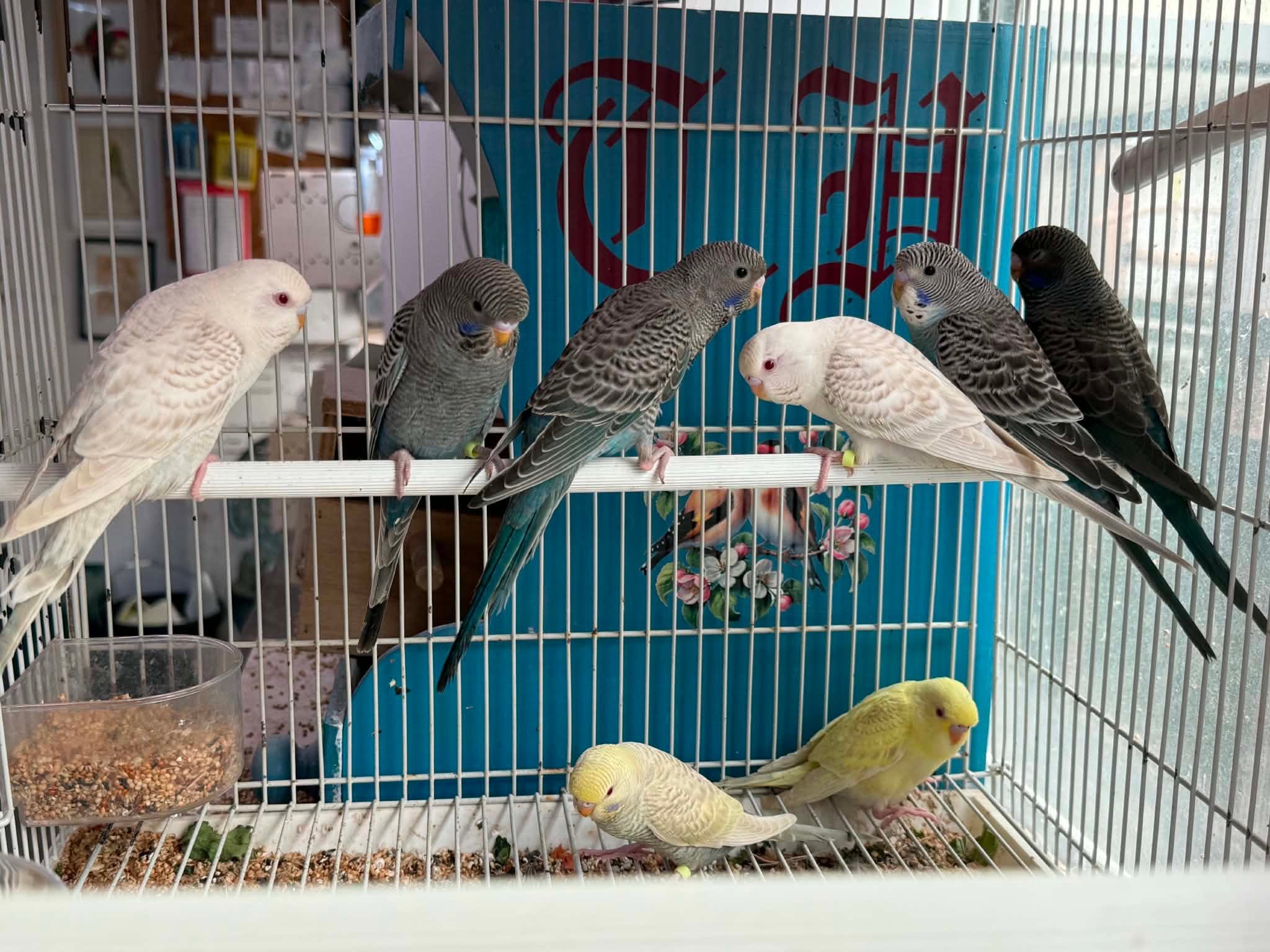 pet shop owner checking stock prices UK 2026