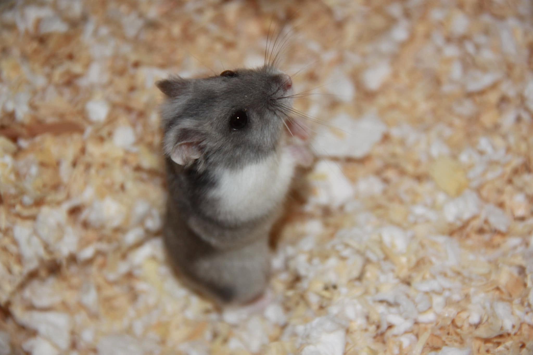 pet shop small animals healthy housing welfare standards UK
