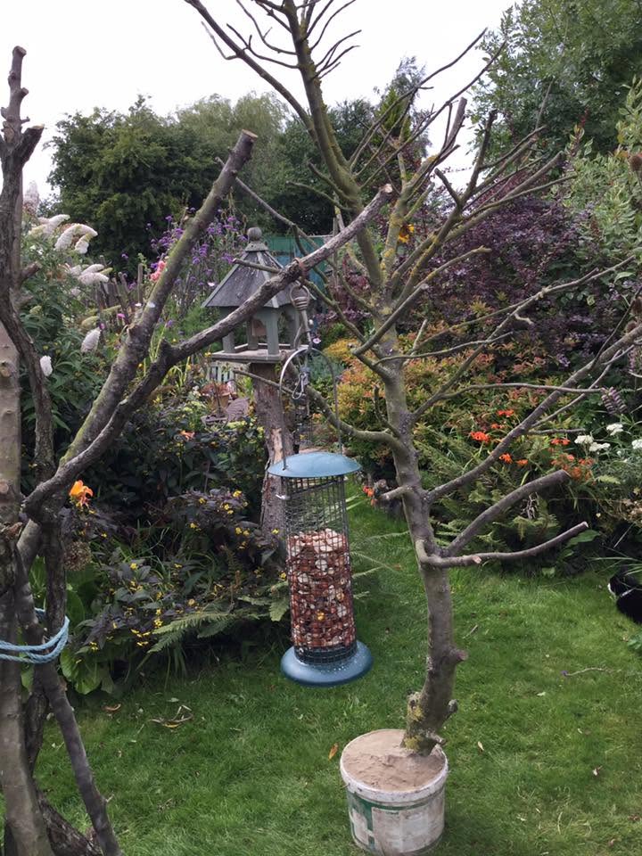 pole mounted bird feeder sheltered near hedge