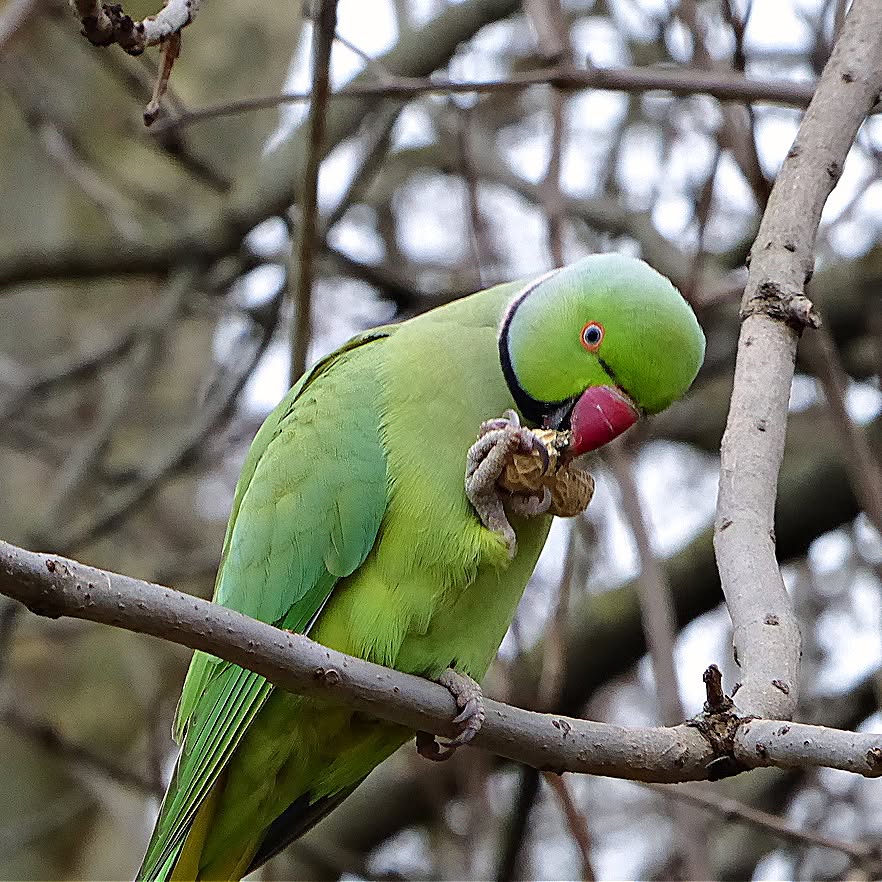 psittacosis risk pet birds wild parakeet UK